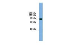 NPAS2 Rabbit anti-Mouse, Polyclonal, Novus Biologicals 100 &mu;g | Buy Online | Novus Biologicals | Fisher Scientific